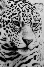 Leopard glass art picture detail