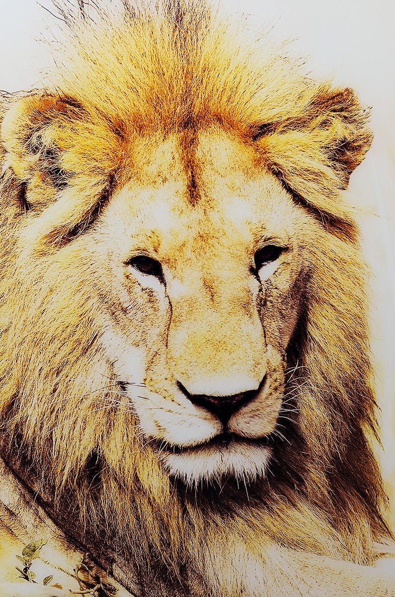 Golden lion glass art picture detail