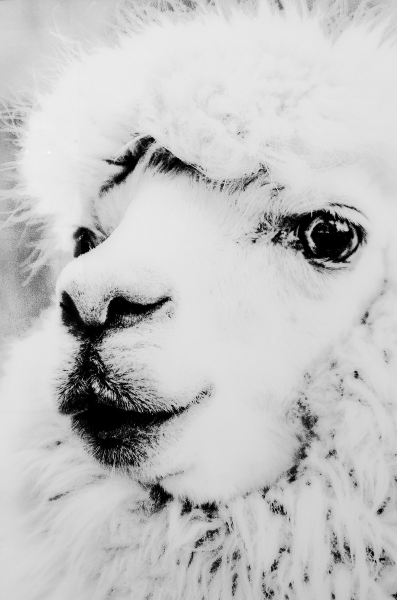 Alpaca glass art picture detail