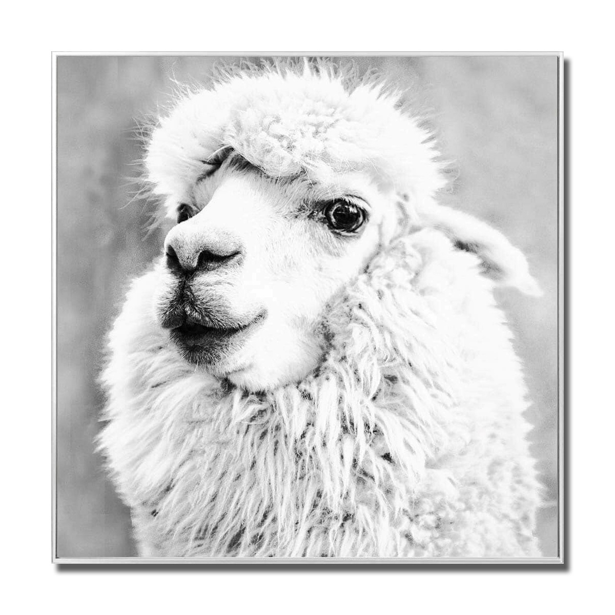 Alpaca Glass Art Picture