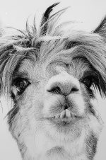 Llama glass art picture detail