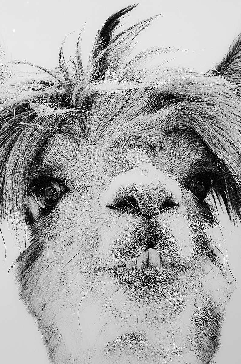 Llama glass art picture detail