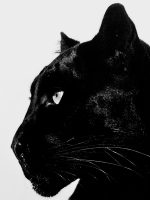 Black Panther Glass Wall Art Picture - Image 3