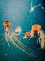 Jellyfish Glass Wall Art Picture - Image 3