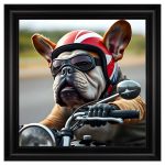 Boxer Biker Velvet Print