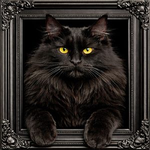 Black cat black ornate frame