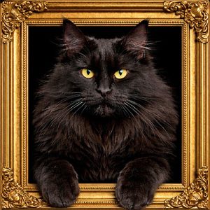 Black cat gold ornate frame
