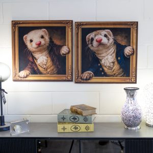 Gentleman Ferret Velvet Pictures in our Showroom