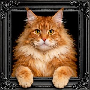 Ginger cat black ornate frame
