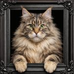 Brown Maine Coon Cat Illusion Ornate Black Frame