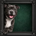 Stafford-shire Bull Terrier Illusion Ornate Black Frame