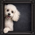 White Poodle Ornate Black Frame