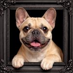 French Bull Dog Ornate Black Frame