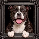 Staffordshire Bull Terrier Illusion Ornate Black Frame