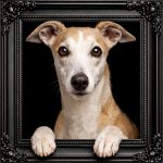 Italian Greyhound Illusion Ornate Black Frame