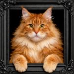 Ginger Maine Coon Cat Illusion Ornate Black Frame