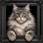 Silver Maine Coon Cat Illusion Ornate Black Frame