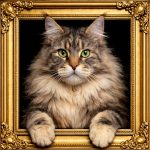 Brown Maine Coon Cat Illusion Ornate Gold Frame
