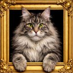 Silver Maine Coon Cat Illusion Ornate Black Frame