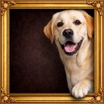 Labrador Illusion Ornate Gold Frame