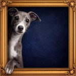 Italian Greyhound Illusion Ornate Gold Frame