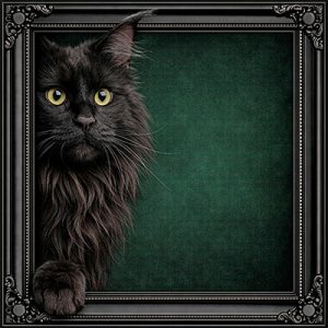 Peeking black cat black ornate frame
