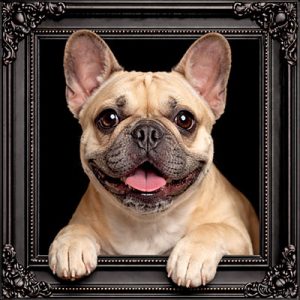 French Bulldog black ornate frame