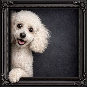 Peeking Poodle black ornate frame