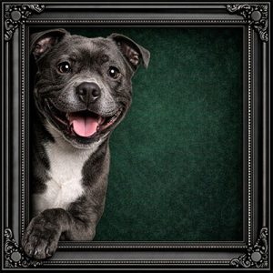 Peeking Staffie black ornate frame