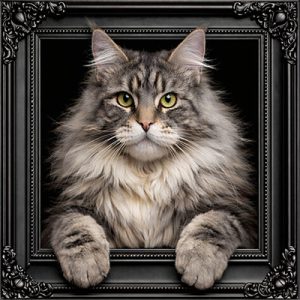 Silver cat black ornate frame