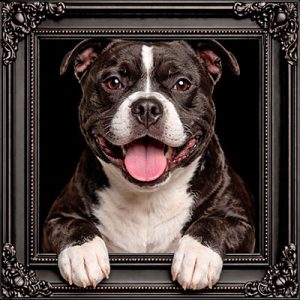 Staffie black ornate frame