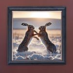 Fighting Hares in the Snow - Velvet Printed Frame Hung Up