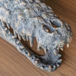 Crocodile Skull Sculpture in our Showroom - Close Up