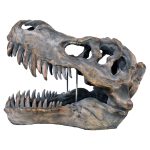 Dinosaur Skull Sculpture - Tyrannosaurus Rex - Side