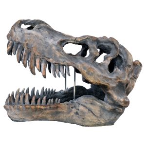 Dinosaur Skull Sculpture - Tyrannosaurus Rex - Side