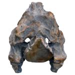Dinosaur Skull Sculpture - Tyrannosaurus Rex - Back