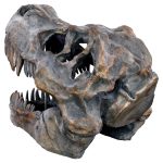 Dinosaur Skull Sculpture - Tyrannosaurus Rex - Back Side