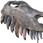 Dinosaur Skull Sculpture - Close Up