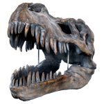 Dinosaur Skull Sculpture - Tyrannosaurus Rex - Front Side